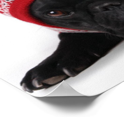 Poster Bulldog Avec Chandail Caché (Coin)