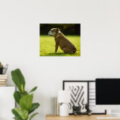 Poster Bulldog dans le champ (Bureau à domicile)