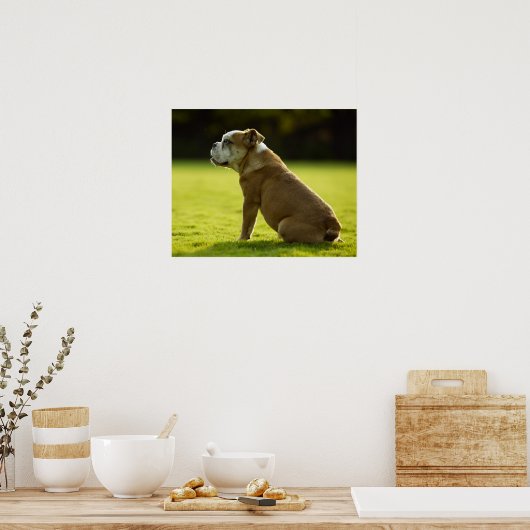 Poster Bulldog dans le champ (Cuisine)