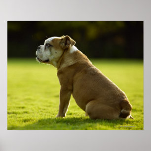 Poster Bulldog dans le champ