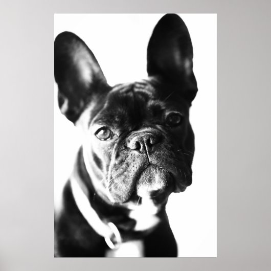 Poster Bulldogg français (Devant)