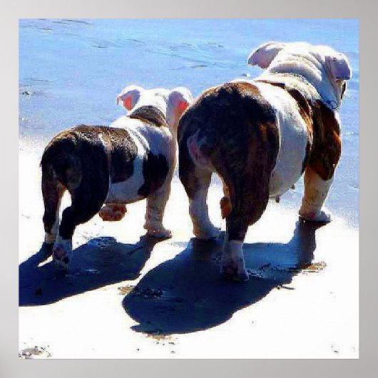 Poster Bulldogs anglais seul à l'affiche Dernière (Devant)