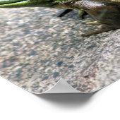 Poster Bullfrog Assis Sur Rock Nature (Coin)