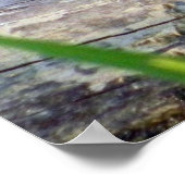 Poster Bullfrog Bliss (Coin)