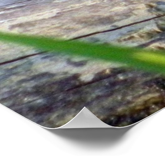 Poster Bullfrog Bliss (Coin)