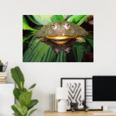 Poster Bullfrog, Pyxicephalus 2 (Bureau à domicile)