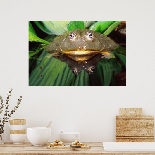 Poster Bullfrog, Pyxicephalus 2 (Cuisine)