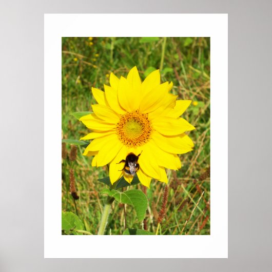 Poster Bumble abeille sur un tournesol (Devant)