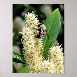 Poster Bumble Bee