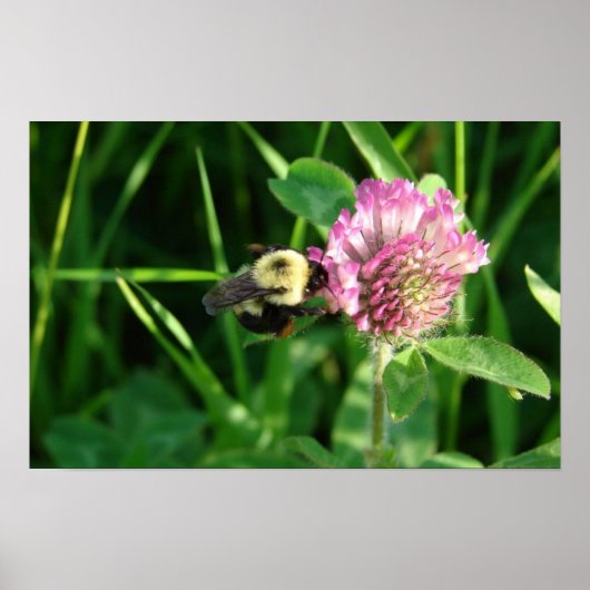 Poster Bumble Bee on Clover (Devant)
