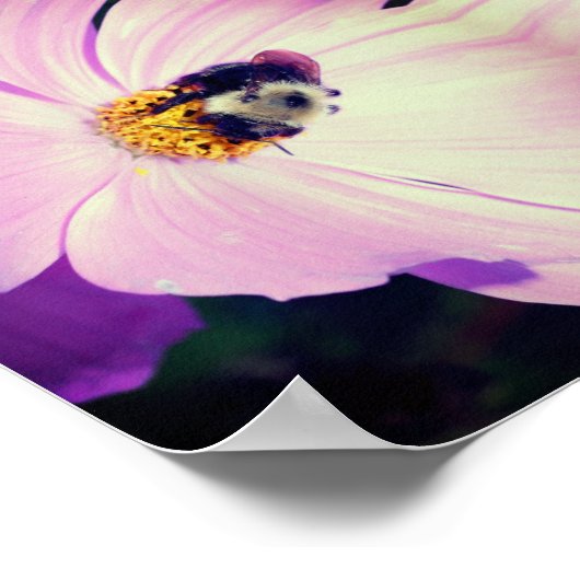 Poster Bumble Bee On Rose Cosmos Flower Abstrait (Coin)