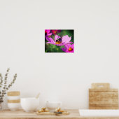 Poster Bumble Bee On Rose Cosmos Flower Close Up (Cuisine)