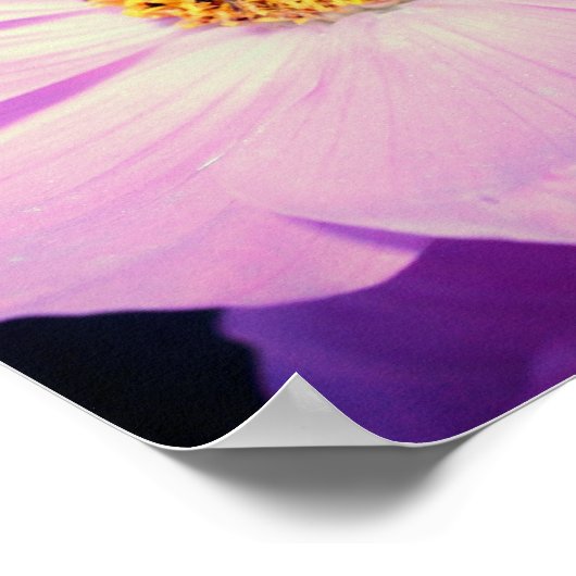 Poster Bumble Bee On Rose Cosmos Flower Close Up (Coin)