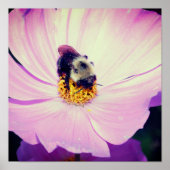 Poster Bumble Bee On Rose Cosmos Flower Close Up (Devant)