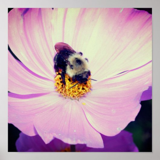 Poster Bumble Bee On Rose Cosmos Flower Close Up (Devant)