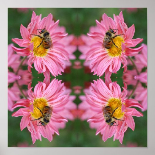 Poster Bumble Bee On Rose Daisy Flower Abstrait (Devant)