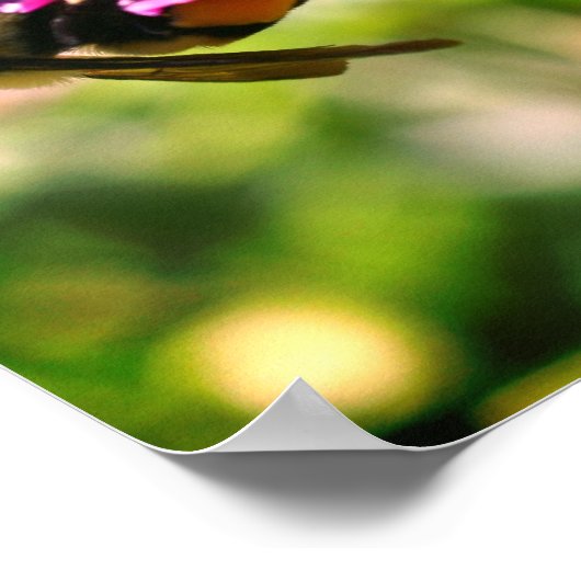 Poster Bumble Bee On Rose Flower Close Up (Coin)