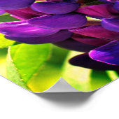 Poster Bumble Bee On Wild Lupine Flower Close Up (Coin)