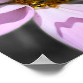 Poster Bumble Bee Sur Cosmos Couleur Partielle Fleur (Coin)