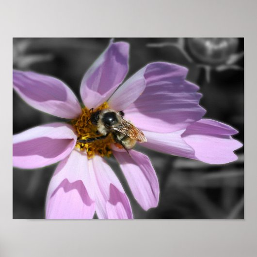Poster Bumble Bee Sur Cosmos Couleur Partielle Fleur (Devant)