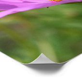 Poster Bumble Bee Sur Fleur Cosmos Rose (Coin)