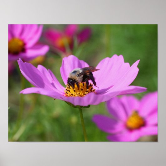 Poster Bumble Bee Sur Fleur Cosmos Rose (Devant)