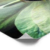 Poster Bumble Bee Sur La Fleur Clematis Blanche (Coin)