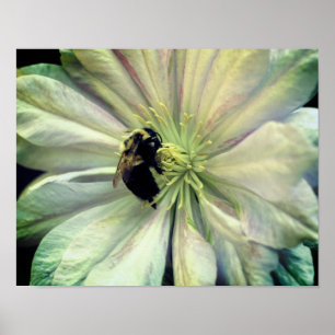 Poster Bumble Bee Sur La Fleur Clematis Blanche