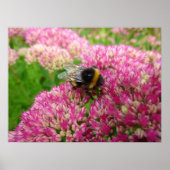 Poster Bumble Bee sur le Sedum (Devant)