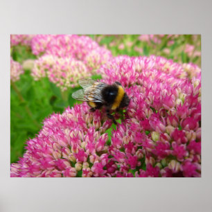 Poster Bumble Bee sur le Sedum