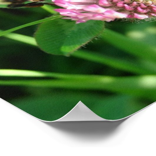 Poster Bumble Bee sur le trèfle rouge (Coin)