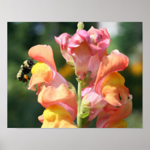 Poster Bumble Bee Sur Snapdragon Flower Nature