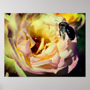 Poster Bumble Bee Volant Dans Rose Rose Rose Gros Plan