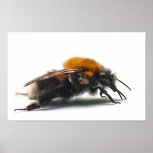 Poster Bumblebee