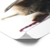 Poster Bumblebee (Coin)