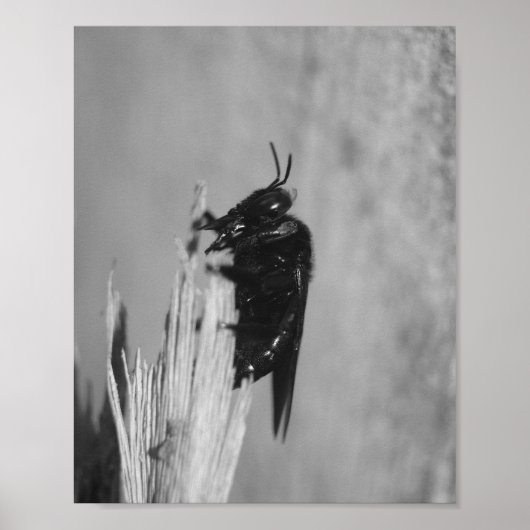 Poster Bumblebee (Devant)