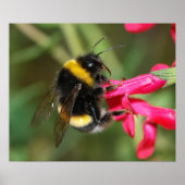 Poster Bumblebee (Devant)