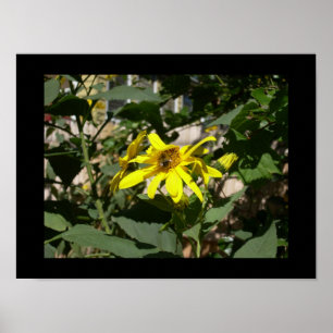 Poster Bumblebee dans un tournesol