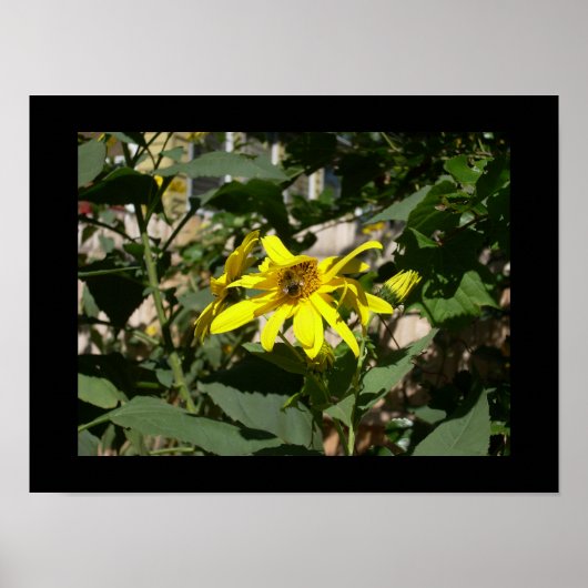 Poster Bumblebee dans un tournesol (Devant)