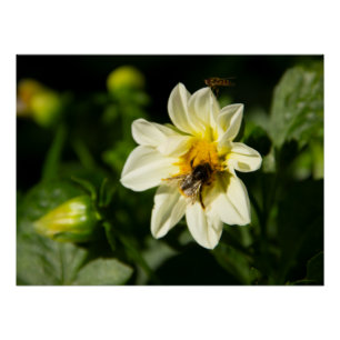 Poster Bumblebee et dahlia blanc photo