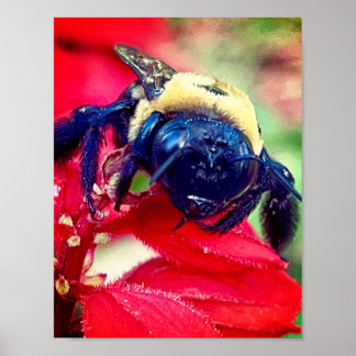 Poster Bumblebee on flower Photographie Décor mur Imprime
