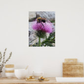 Poster Bumblebee récoltant une fleur de chardon pourpre (Cuisine)