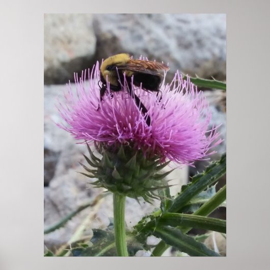 Poster Bumblebee récoltant une fleur de chardon pourpre (Devant)