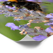 Poster Bumblebee se nourrit de fleurs de lavande (Coin)