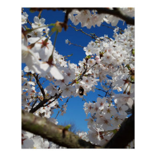 Poster Bumblebee sur la fleur de cerisier sauvage