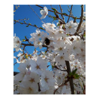 Bumblebee sur la fleur de cerisier sauvage