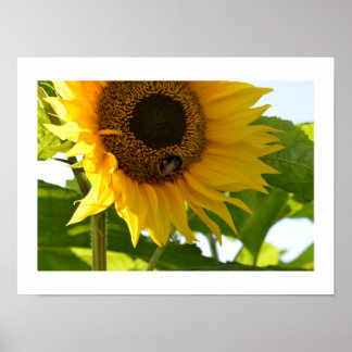 Poster Bumblebee & Tournesol