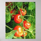 Poster Bunch de tomates (Devant)