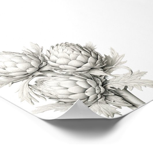 POSTER BUNCH OF ARTICHOKES (Coin)