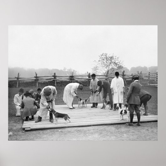 Poster Bunch of Beagle, 1914 (Devant)